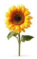 Obraz premium A solitary vibrant yellow sunflower with a central disc and green leaves on stem
