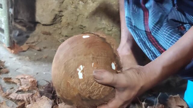 Cleaning coconut shell using machete manually, showing traditional technique and rural activity in tropical environment.