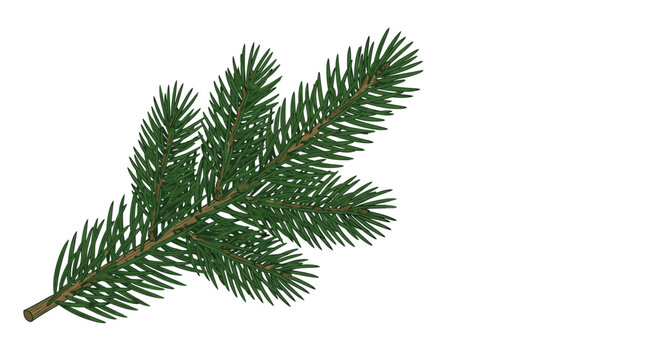 A single realistic branch of a green fir or pine tree with needles shown on a white background with ample copy space.