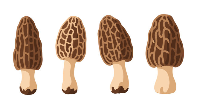 A set of four detailed illustrations of wild morel mushrooms showing different angles and shapes on a clean white background.