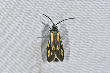 キスジホソマダラ（北海道・鶴居村）  © 愛 高行