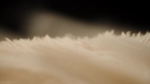 Macro Shot of Fluffy Cream Fibers Gently Swaying in Different Directions from Wind with Abstract Flow and Shallow Depth on Dark Background Concept Abstract Movement and Soft Texture
