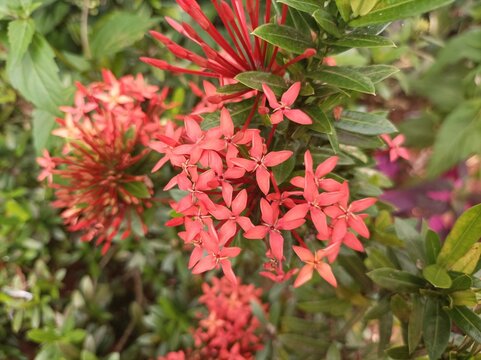 Red Soka Flowers, Ixora coccinea, Jungle geranium, Flame of the Woods, a species of flowering plant in the family Rubiaceae
