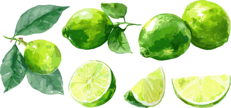 Collection of lime fruits, whole and sliced, vector illustration isolated on white background