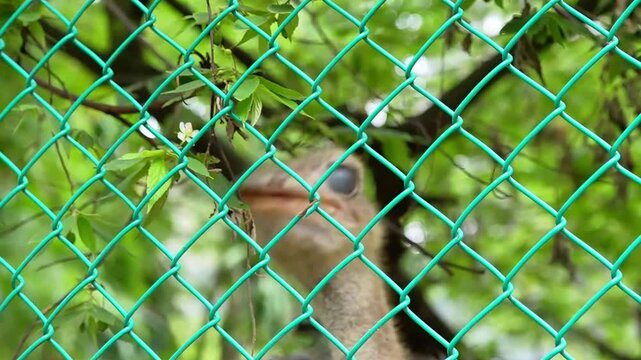 green wire fence for fastest bird orstrich in the bird park, the ostrich in the afternoon in the nature cage