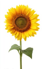 Obraz premium A vibrant, detailed sunflower with yellow petals and green leaves on white bg