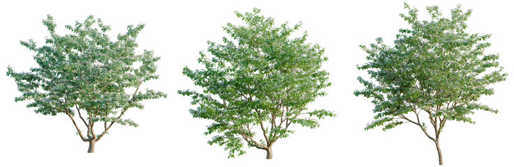 Obraz premium Cornus kousa chinensis tree, elevation, front view, cutout, transparent background, isolate, Isolated Tree with Lush Green Foliage on a Clear Background for Nature and Botanical Designs