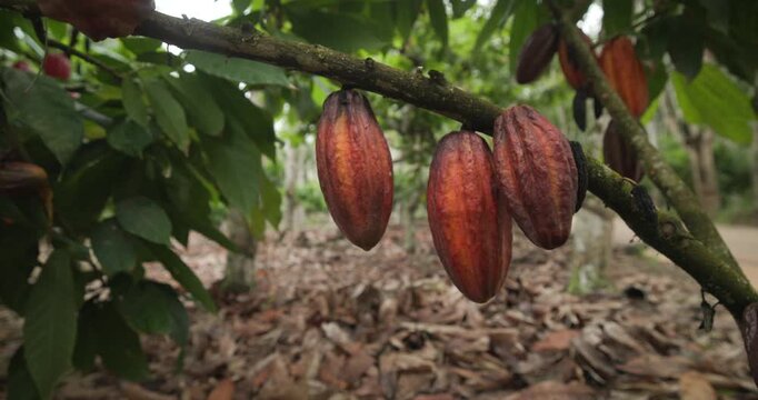 Close-up de um fruto de cacau maduro em tons de vermelho-rosado, ainda preso ao tronco da &aacute;rvore. A textura do fruto &eacute; levemente rugosa, com pequenas marcas naturais, enquanto o fundo desfocado em ton