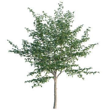 Nyssa sinensis tree, elevation, front view, cutout, transparent background, isolate, Detailed Maple Tree Branch with Lush Green Leaves - Nature Photography for Spring and Summer