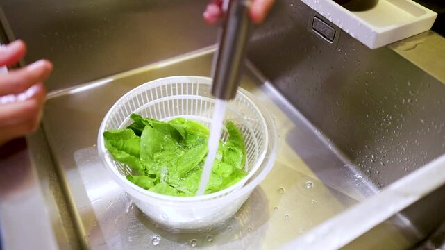 Washing Fresh Green Lettuce Leaves in a Kitchen Sink Salad Spinner