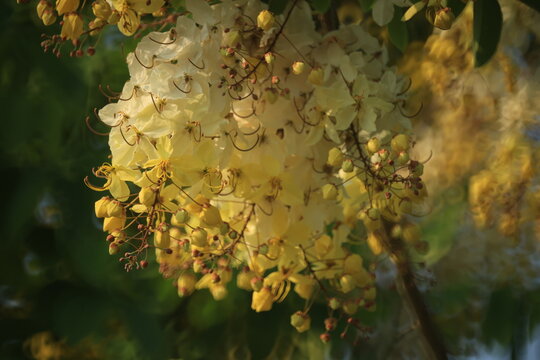 White Rainbow Shower Tree (Cassia Nealiae) is  a paler flower variety of a paler flower variety of Cassia Fistula (Golden shower tree)