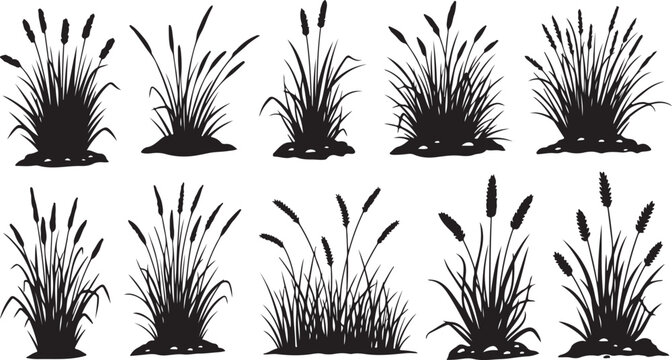 Set of cattail silhouettes on white background illustration design