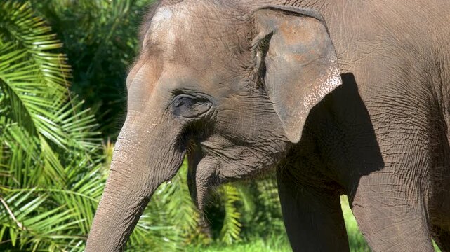 Close Up Profile of an Asian Elephant in a Sunny Wildlife Sanctuary