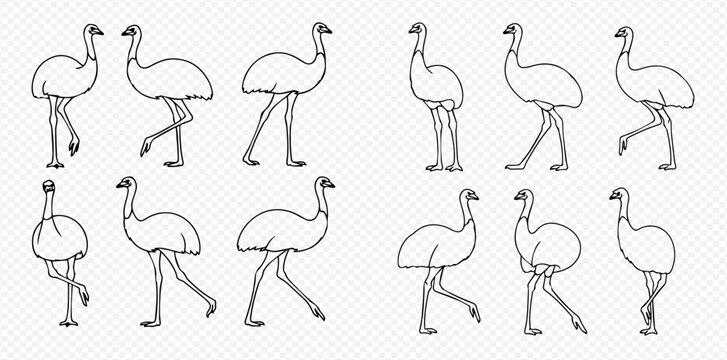 Emu walk cycle animation frames in outline style for motion design and character rigging.