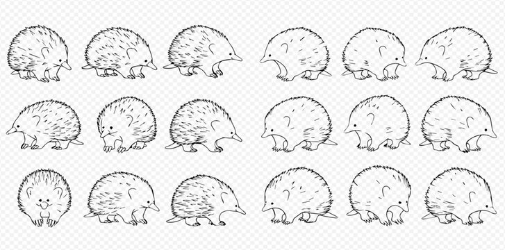 Set of hand-drawn echidnas in various poses, black and white sketch illustration for wildlife and nature themes.