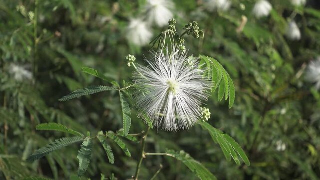 Soft white powder puff flowers among feathery mimosa leaves gently swaying in the breeze on a sunny day, capturing delicate botanical details and a calm natural atmosphere
