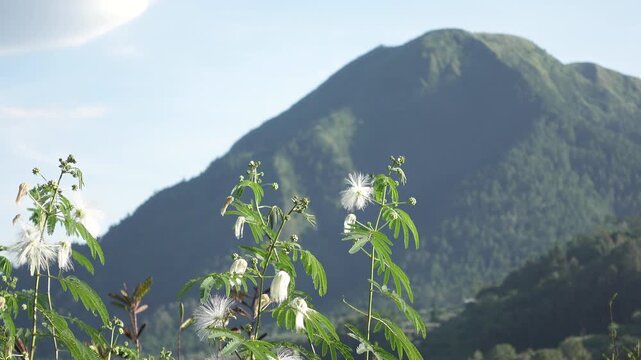 Wildflower Bloom in Front of Lush Mountain Landscape at Sunrise With Soft Light and Clear Sky
