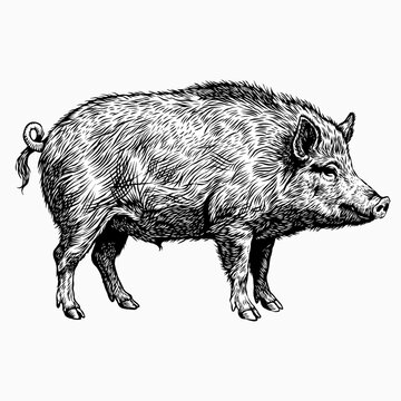 hand drawn pig illustration vector