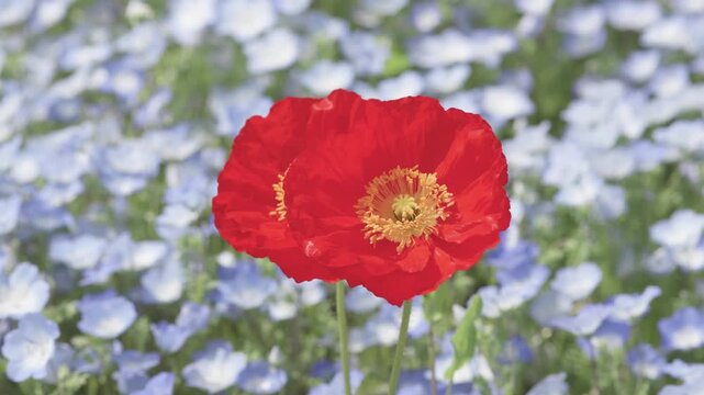 Beautiful red corn poppy flower in baby blue eyes flower (Nemophila menziesii) field in sunny spring day, small white and blue wild flower, 4k slow motion footage b roll shot, spring concept.