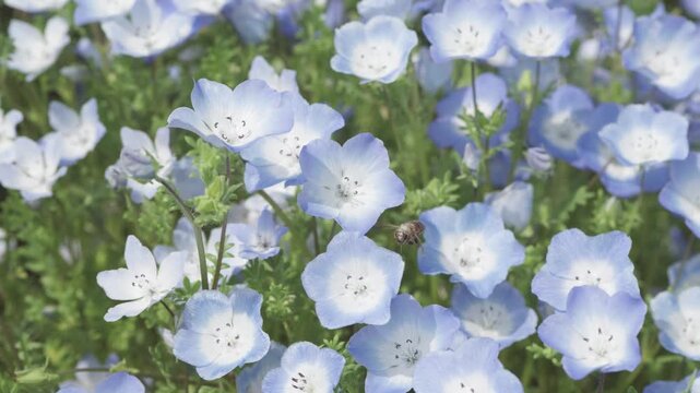 Close up view of bees flying in baby blue eyes flower (Nemophila menziesii) field in sunny spring day, beautiful white and blue wild flower, 4k slow motion footage b roll shot, spring concept.