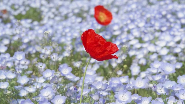 Beautiful red corn poppy flower in baby blue eyes flower (Nemophila menziesii) field in sunny spring day, small white and blue wild flower, 4k slow motion footage b roll shot, spring concept.