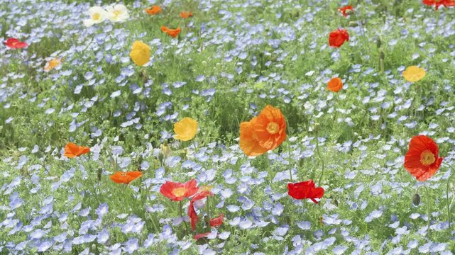 Beautiful colorful corn poppy flower in baby blue eyes flower (Nemophila menziesii) field in sunny spring day, small white and blue wild flower, 4k slow motion footage b roll shot, spring concept.