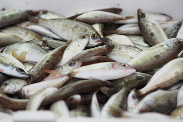 Fototapeta premium Fish collected from the sea ready for sale at the market
