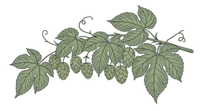 Detailed botanical illustration of a hops vine with green leaves and cones used as an ingredient for beer brewing and medicine.