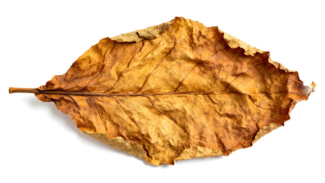 Dried tobacco leaf isolated on transparent background
