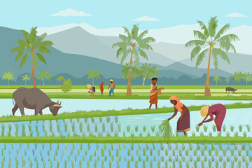 Rural scene depicting farmers working in a flooded rice paddy field © John Lee