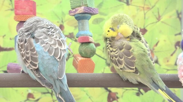 Colorful parakeets for sale at pet store 4k
