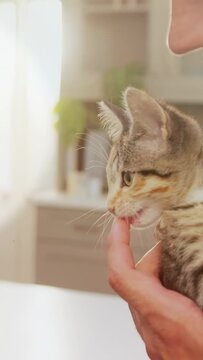 Vertical video: Caregiver offering fingertip in sunlit kitchen, kitten licking finger for pet care