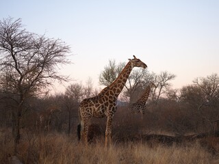 Giraffe in South Africa  © Hanna