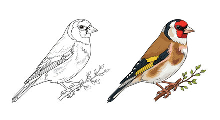 Fototapeta premium Beautiful illustration of a goldfinch bird perched on a leafy branch shown in both colorful realism and simple black line art outline.