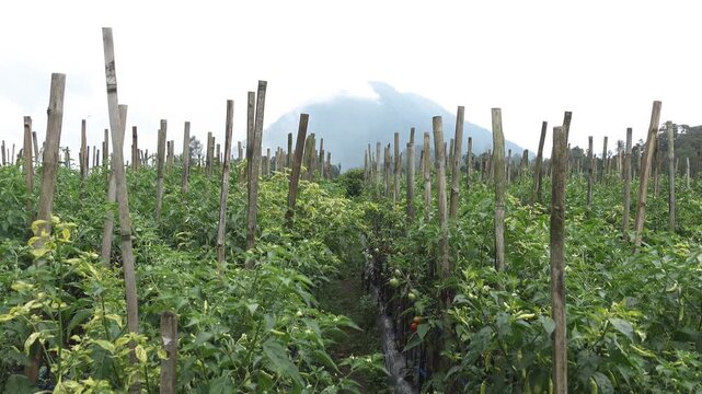 Lush leafy tomato garden in a rural field during the morning, capturing fresh green plants, agricultural landscape, and peaceful countryside farming atmosphere