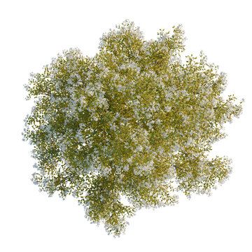 Amelanchier canadensis tree plan, top view, cutout, transparent background, isolate, Detailed Green Tree with Dense Foliage, Realistic Branch Structure for Nature Design