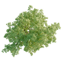 Obraz premium Gleditsia triacanthos tree plan, top view, cutout, transparent background, isolate, Detailed green tree with lush foliage, perfect for nature-themed designs and backgrounds.
