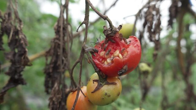 Overripe, damaged tomatoes on the vine attracted to flies and insect activity, pest damage in a backyard garden with muted background and natural decay.