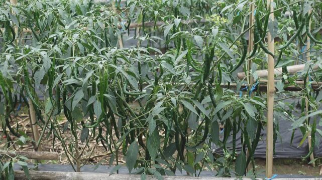 Green Chili Pepper Plants Growing on Bamboo Trellis in Garden Vegetable Farm Ready for Harvest
