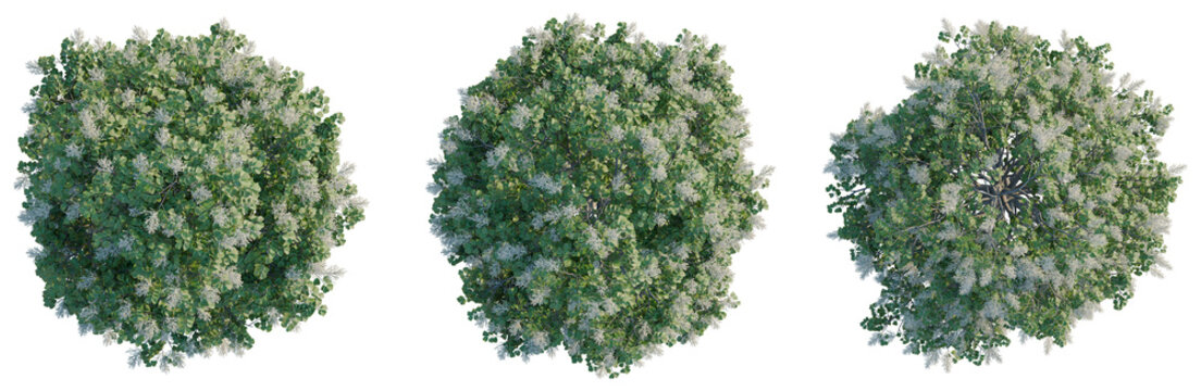 Syringa reticulata Ivory silk tree plan, top view, cutout, transparent background, isolate, Detailed green moss texture. Perfect for backgrounds, graphic design, or nature-themed projects.