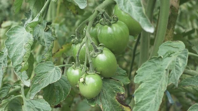 Cluster of green unripe tomatoes growing on the plant with surrounding leaves, showing natural crop development and signs of leaf damage in a garden environment