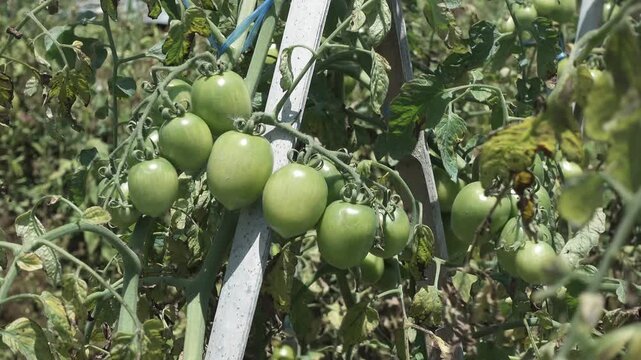 Tomato field in the morning with green tomato plants growing in a vegetable garden under soft sunlight