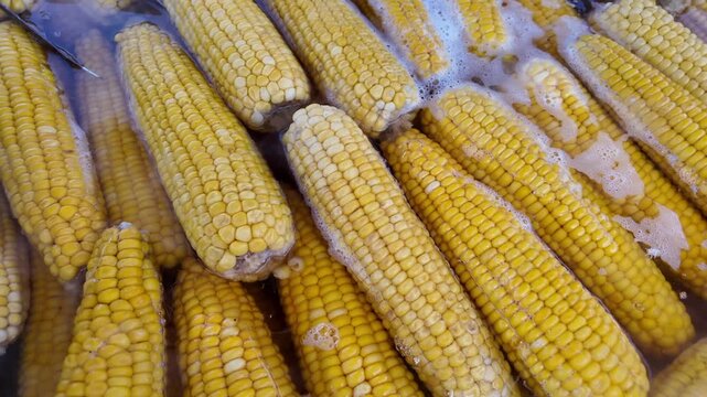 Fresh corn soaking in water for cooking process