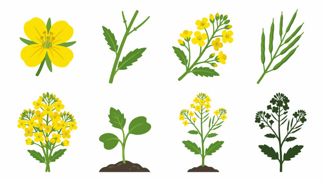 Canola Rapeseed Plant Growth Stages Vector Illustration Set Featuring Seedling Flowering Stems Seed Pods and Botanical Silhouettes for Agricultural Design