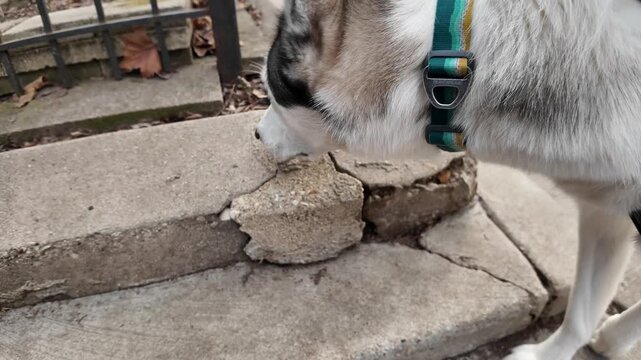 A dog on a walk sniffing a sidewalk corner for scents.