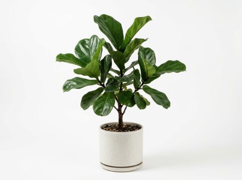 A small fiddle leaf fig tree in a white ceramic pot on white background