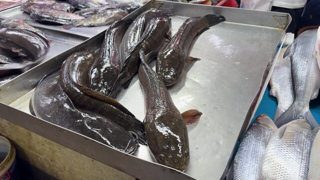 Fresh Snakehead Mudfish Moving on Stainless Steel Tray at Quinta Market