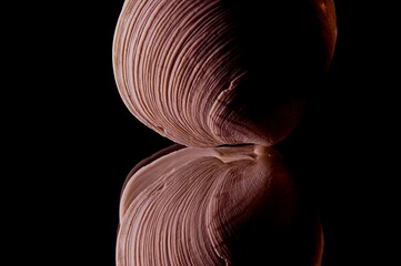 Dramatic low-key macro of a seashell with reflection on black background © TheClickBeetle