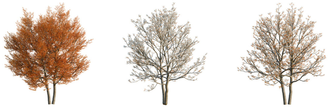Amelanchier canadensis tree, elevation, front view, cutout, transparent background, isolate, Autumn maple tree with bright orange leaves, close-up, fall foliage, nature background