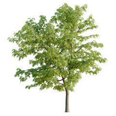 Obraz premium Gleditsia triacanthos tree, elevation, front view, cutout, transparent background, isolate, Detailed Green Maple Leaf Close-Up, Perfect for Nature and Botanical Design Elements